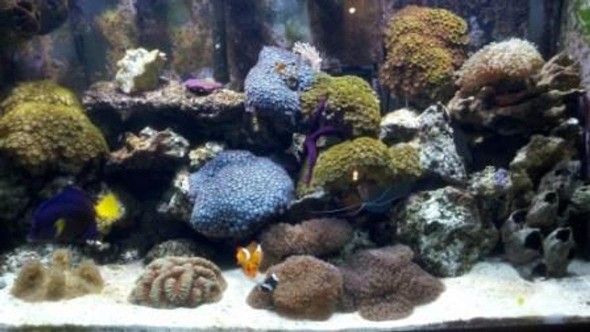 60 gallons reef tank (mostly live coral and fish) - 10 year old reef Tubb Blues-Started with 2 polyps