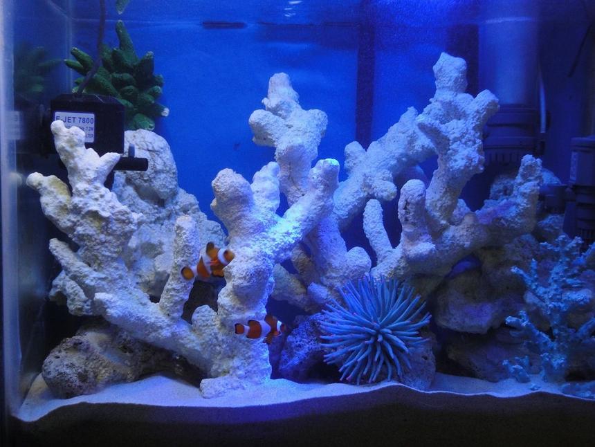 Rated #5: 20 Gallons Saltwater Fish Tank - My 20 Gallon saltwater fish only tank with artificial rocks