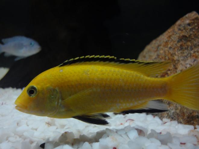 freshwater fish - labidochromis caeruleus - electric yellow cichlid stocking in 20 gallons tank - Electric Yellow Cichlid
