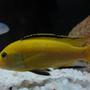 freshwater fish - labidochromis caeruleus - electric yellow cichlid stocking in 20 gallons tank - Electric Yellow Cichlid