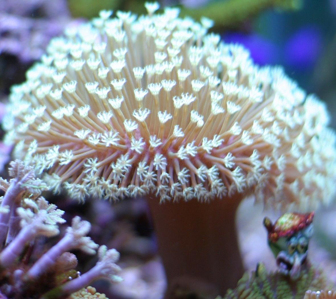 corals inverts - asterospicularia sp. - asterospicularia coral stocking in 29 gallons tank - Squidward is digging sharing his new condo, Chateau Relaxoe. With Nemo, Dori, and Crush.