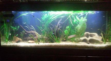 66 gallons planted tank (mostly live plants and fish) - my tank