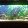 66 gallons planted tank (mostly live plants and fish) - my tank