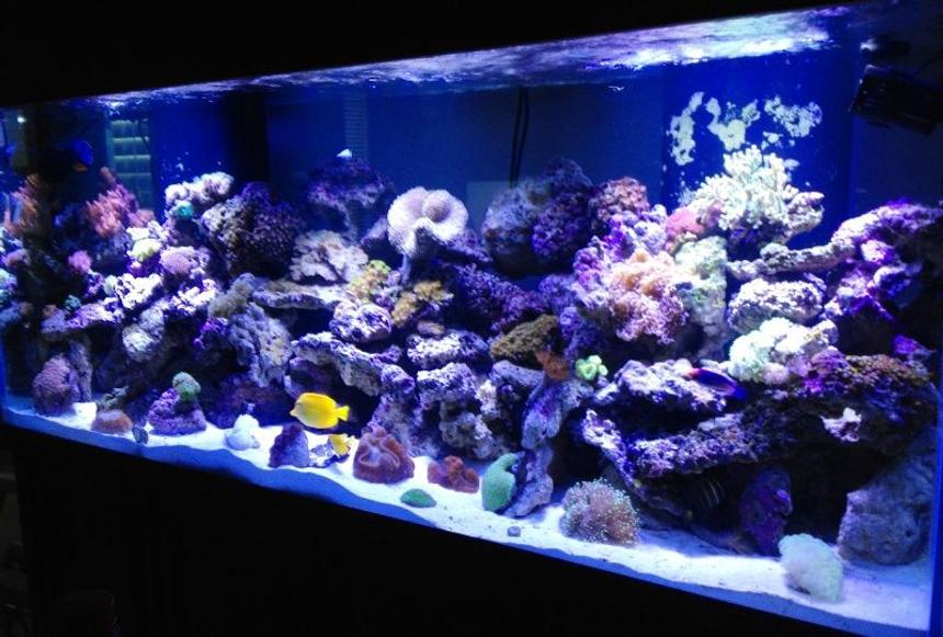 Rated #10: 220 Gallons Reef Tank - My thing that gives me a quiet mind