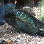 freshwater fish - nandopsis octofasciatum - jack dempsey stocking in 135 gallons tank - My breeding male Jack Dempsey 10"