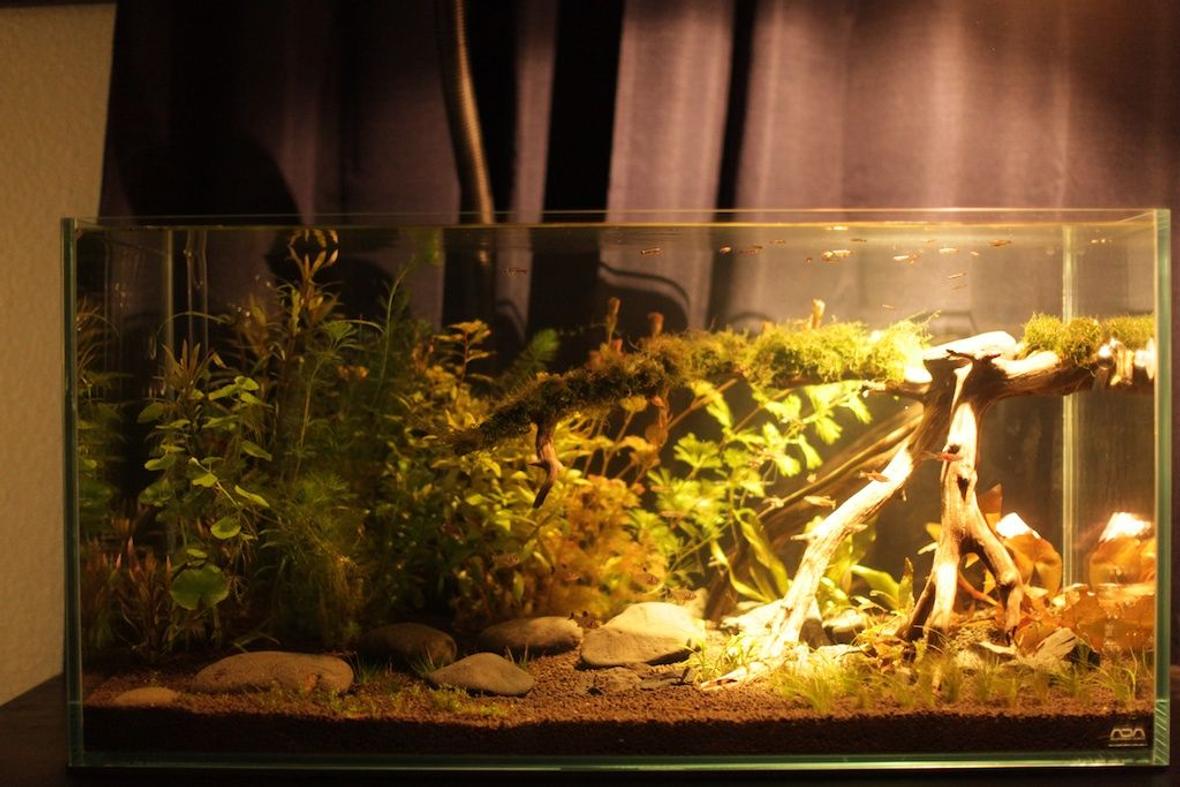 48 gallons planted tank (mostly live plants and fish) - ADA 90P