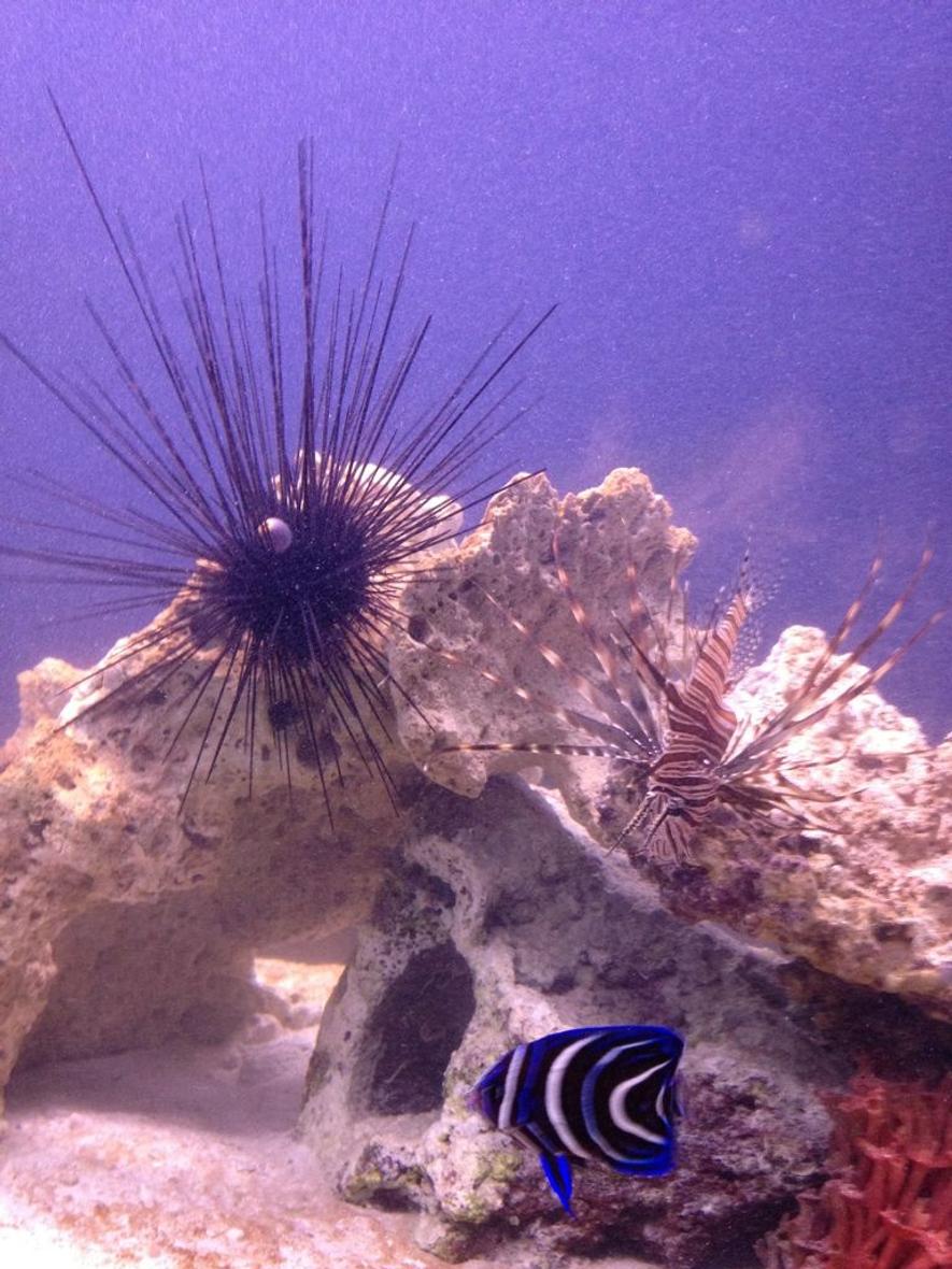 Rated #3: Corals Inverts - Diadema Setosum - Longspine Urchin, Black Stocking In 100 Gallons Tank - Long Spine Urchin, 
Lionfish, 
Koran Angel.