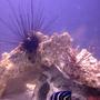 corals inverts - diadema setosum - longspine urchin, black stocking in 100 gallons tank - Long Spine Urchin, Lionfish, Koran Angel.