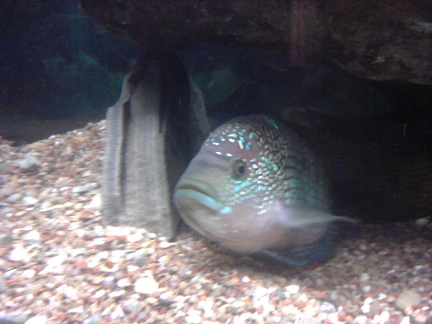 Rated #285: Freshwater Fish - Nandopsis Octofasciatum - Jack Dempsey Stocking In 135 Gallons Tank - Jack Dempsey "big poppa"