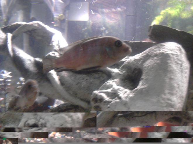 freshwater fish - labidochromis sp. - hongi stocking in 135 gallons tank