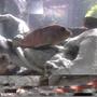 freshwater fish - labidochromis sp. - hongi stocking in 135 gallons tank
