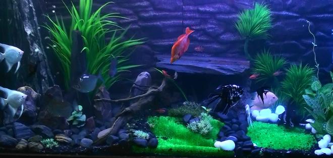 260 gallons freshwater fish tank (mostly fish and non-living decorations) - complete  Tank