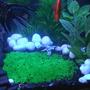 fish tank picture - Artificial Grass