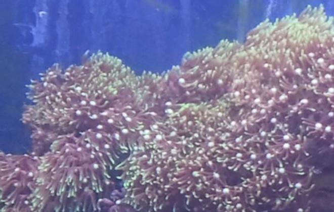 corals inverts - briareum sp. - starburst polyp stocking in 55 gallons tank - My starburst polyps...