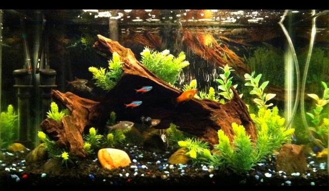 10 gallons planted tank (mostly live plants and fish) - Plants surrounding driftwood.