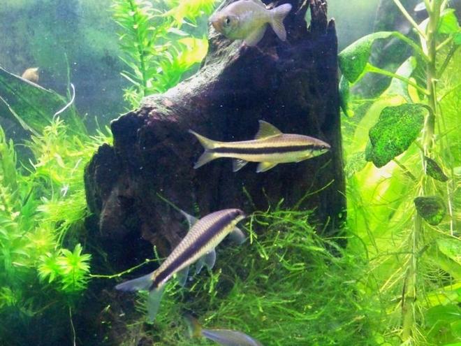freshwater fish - crossocheilus siamensis - siamese algae eater stocking in 55 gallons tank - Siamese Algae Eaters