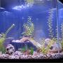 40 gallons freshwater fish tank (mostly fish and non-living decorations) - New tank