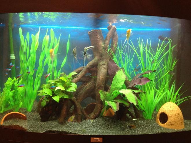 45 gallons freshwater fish tank (mostly fish and non-living decorations) - Juwel vision 180
Freshwater Tropical
Eheim Ecco 2232 Canister
Juwel Internal
Established 6 Months

4 Small Angels
15 Plump Cardinals
10 Phantom Tetras
3 Panda Corys
Pair of Rams