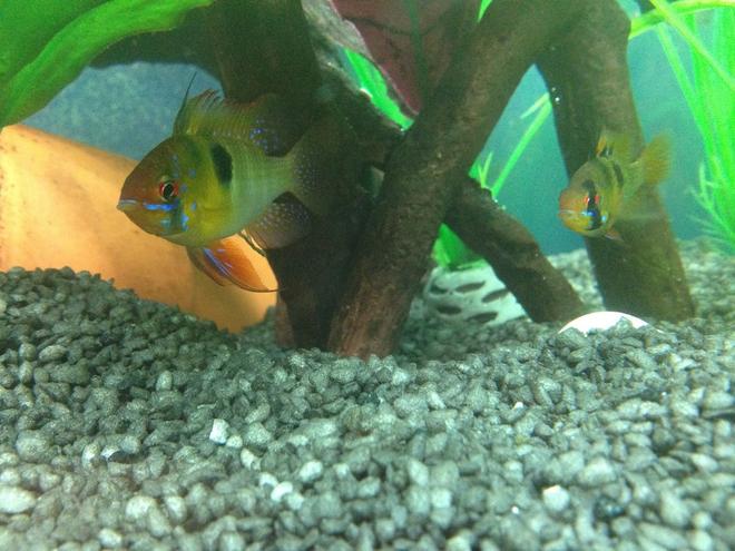 freshwater fish - papiliochromis ramirezi - german blue ram stocking in 45 gallons tank - My Rams