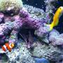 37 gallons saltwater fish tank (mostly fish, little/no live coral) - My kids