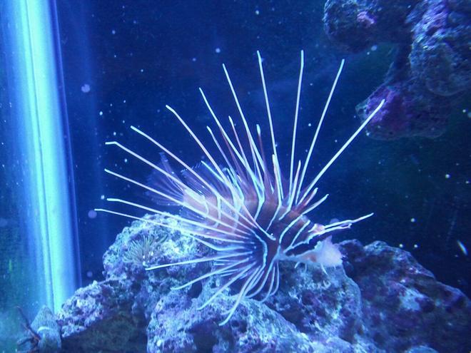 saltwater fish - pterois radiata - radiata lionfish stocking in 37 gallons tank - Freddy( baby radiata lionfish)