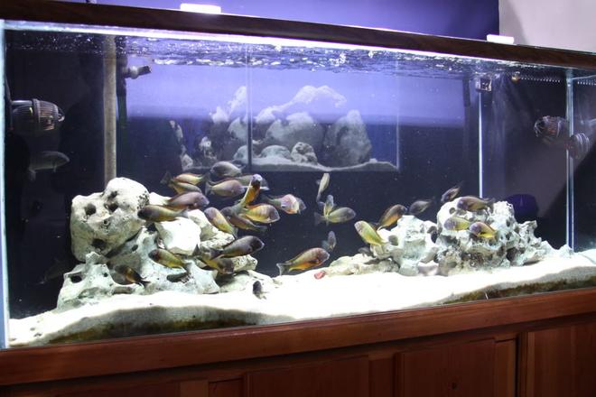125 gallons freshwater fish tank (mostly fish and non-living decorations) - 125 gallon with WC Trophs