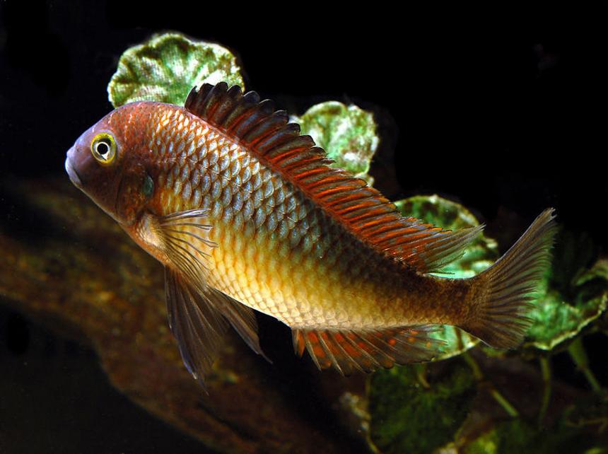 Rated #2: Freshwater Fish - Tropheus Moorii - Blunthead Cichlid Stocking In 125 Gallons Tank - Tropheus