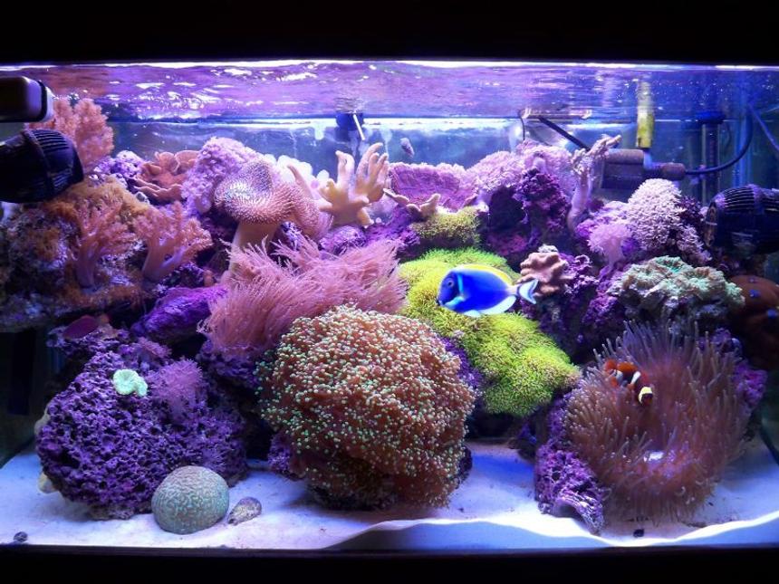 Rated #11: 58 Gallons Reef Tank - 58 gal mixed reef, around 1 year old...