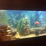100 gallons freshwater fish tank (mostly fish and non-living decorations) - My 100 gallon fresh water fish tank. I made lots of caves and hiding spots.