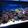 90 gallons reef tank (mostly live coral and fish) - 90G