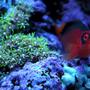 saltwater fish - neocirrhitus armatus - flame hawkfish stocking in 75 gallons tank - my flame hawkfish chillin'