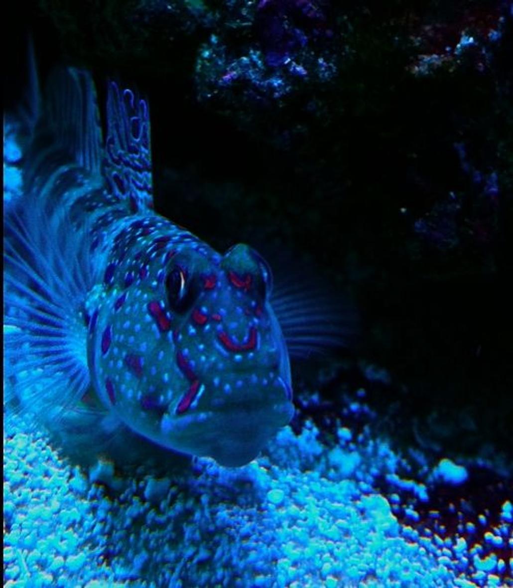 saltwater fish - cryptocentrus leptocephalus - pink spotted watchman goby stocking in 65 gallons tank - Pink spot shrimp goby