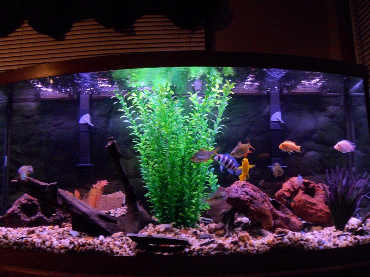 75 gallons freshwater fish tank (mostly fish and non-living decorations) - 75 Gallon Chiclid Tank