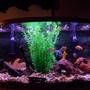 75 gallons freshwater fish tank (mostly fish and non-living decorations) - 75 Gallon Chiclid Tank