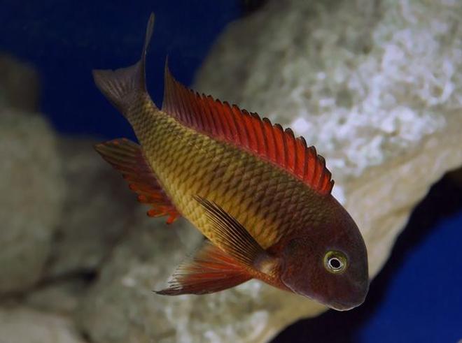 freshwater fish - tropheus moorii - blunthead cichlid stocking in 125 gallons tank - Dominant