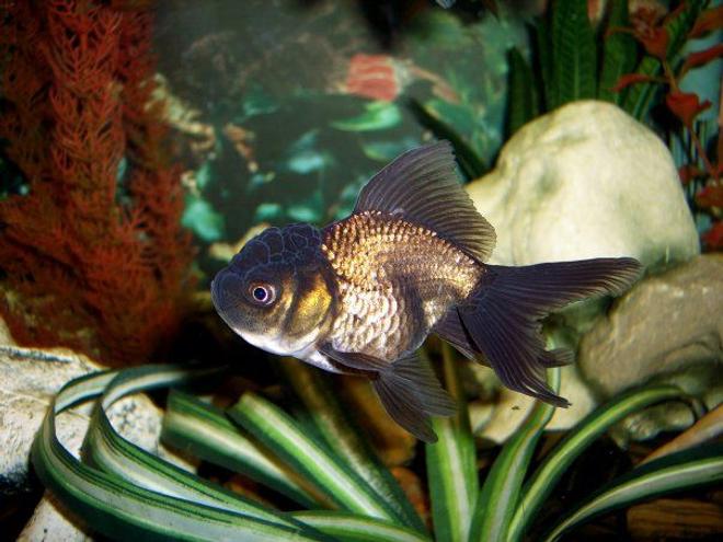 freshwater fish - carassius auratus - black oranda goldfish stocking in 72 gallons tank - Black Oranda