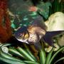freshwater fish - carassius auratus - black oranda goldfish stocking in 72 gallons tank - Black Oranda