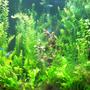 fish tank picture - 30 gal with 15 Neon Tetras and 10 Harlequin Rasbora--plants are wisteria-stargrass and valls-no CO2