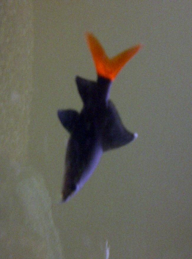 freshwater fish - epalzeorhynchos bicolor - redtail shark stocking in 72 gallons tank - 2.5 inch Redtail Shark