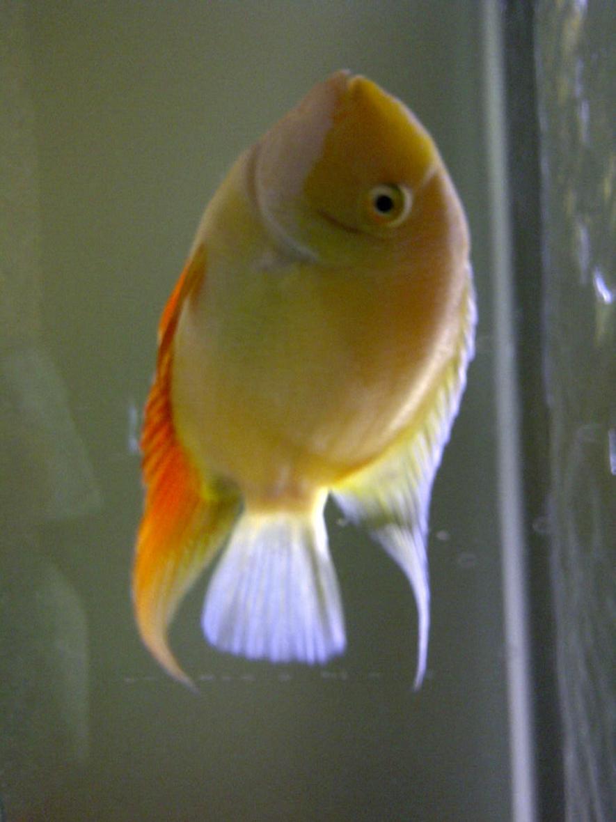 freshwater fish - heros serverus - gold severum stocking in 72 gallons tank - Friendly 6inch Gold Severum. He was the size of a quarter when I got him. He eats everything and likes to watch TV when I have it on.