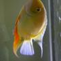 freshwater fish - heros serverus - gold severum stocking in 72 gallons tank - Friendly 6inch Gold Severum. He was the size of a quarter when I got him. He eats everything and likes to watch TV when I have it on.
