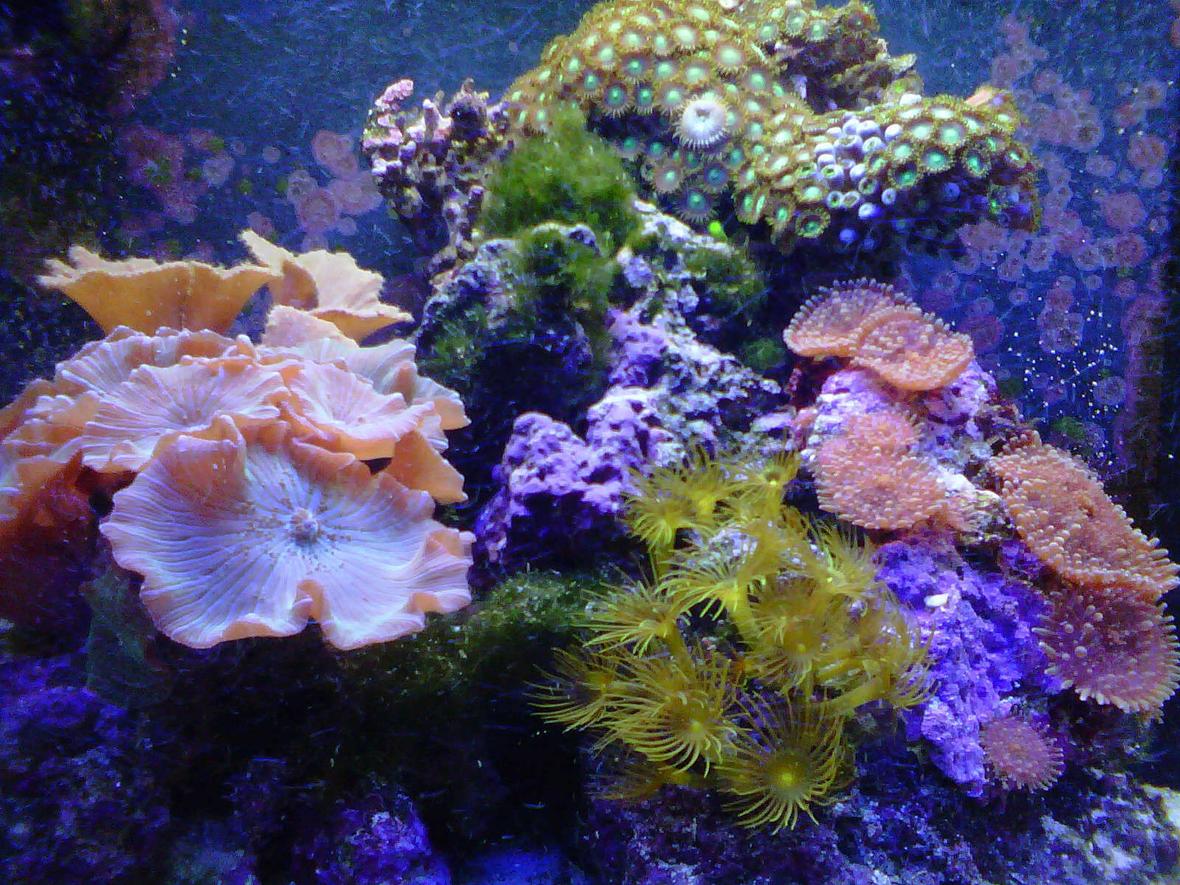 corals inverts - rhodactis indosinensis - hairy mushroom stocking in 30 gallons tank - Nano Reef tank with soft coral