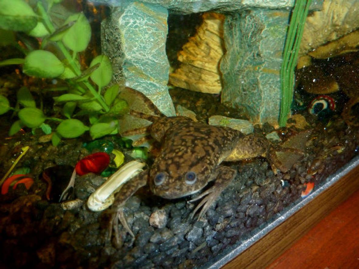 corals inverts - xenopus laevis - african clawed frog stocking in 72 gallons tank - African Clawed FrogXenopus Laevis (Xenopus Laevis)