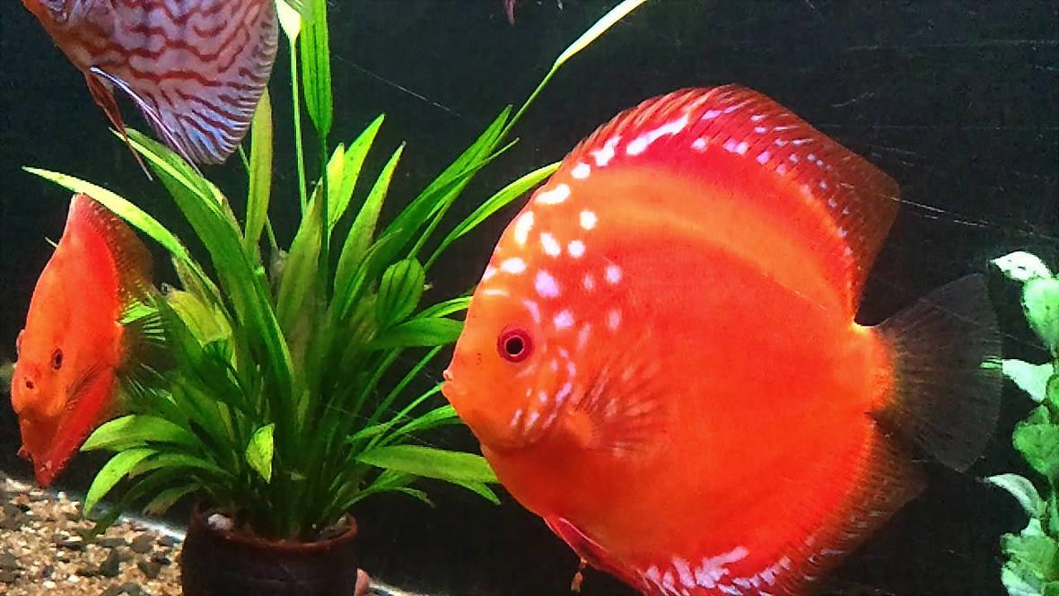 freshwater fish - symphysodon sp. - red marlboro discus stocking in 20 gallons tank - See my red malboro Discus