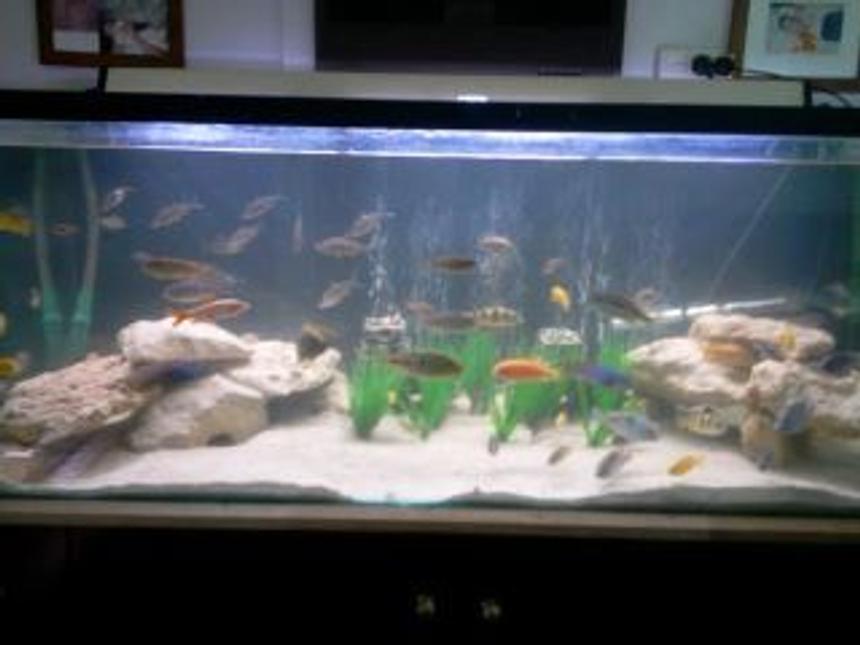 Rated #207: 180 Gallons Freshwater Fish Tank - 156x65x65, coral sand, limestone, fake plants, bubble wand, 2x cannister filters eheim 2215 and aqua one 1000,