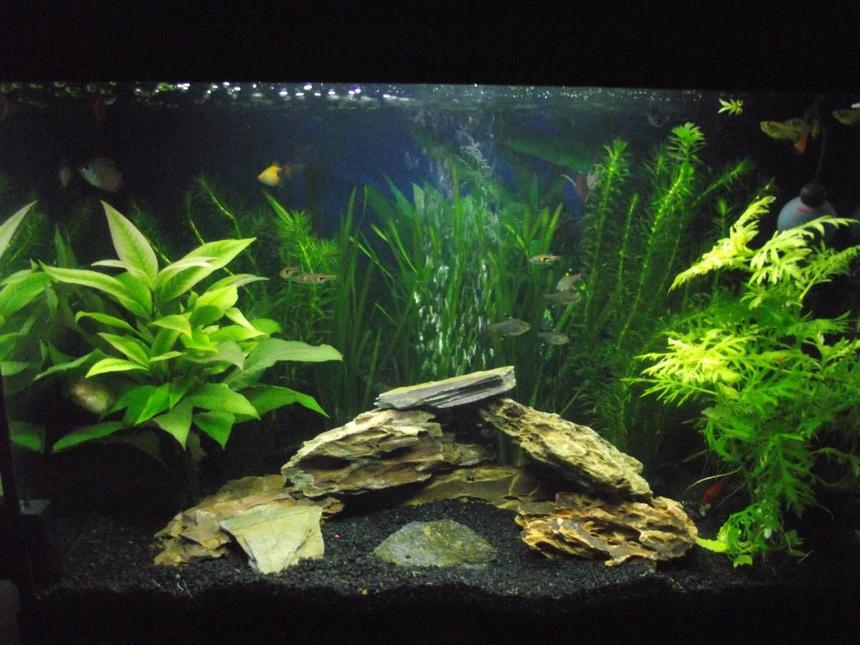 Rated #24: 16 Gallons Planted Tank - This is my setup