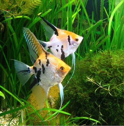 freshwater fish - pterophyllum sp. - koi angel stocking in 86 gallons tank - This is one of my best couple of angel fish.