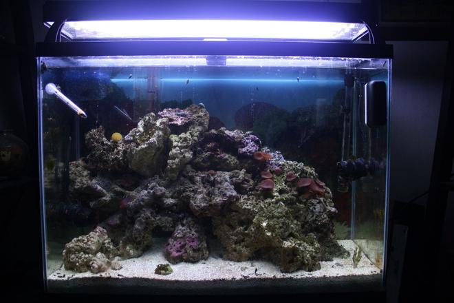 37 gallons reef tank (mostly live coral and fish) - My first ever saltwater tank. Set up in the end of August 2011