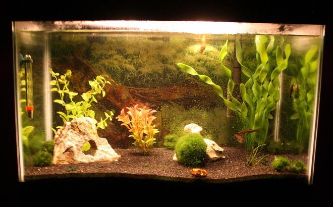 37 gallons freshwater fish tank (mostly fish and non-living decorations) - 10 Gallon freshwater tank.