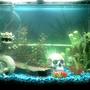 fish tank picture - My 37 Gallon as Freshwater (taken down 8/13/11) Before I took it down: 5 serpae tetras, 4 harlequin rasboras, 1 zebra danio, 3 adult and lots of baby guppies, 2 platys, 2 bulldog plecos, 1 ghost shrimp.